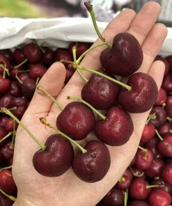 Cherry Đỏ Mỹ (Red Cherries)