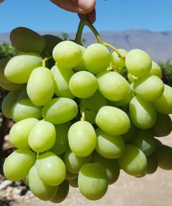 Nho Xanh Mỹ